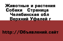 Животные и растения Собаки - Страница 2 . Челябинская обл.,Верхний Уфалей г.